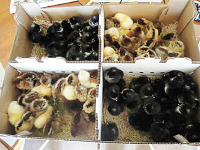 Chicken Stimulus Package: What to Do After Receiving Chicks by Mail Image